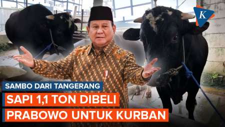 Sambo, Sapi 1,1 Ton Dibeli Prabowo untuk Kurban