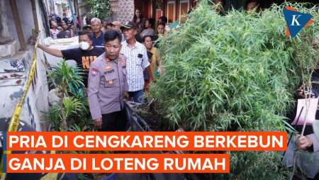 Polisi Gerebek Kebun Ganja di Loteng Rumah di Cengkareng, 16 Pot Disita