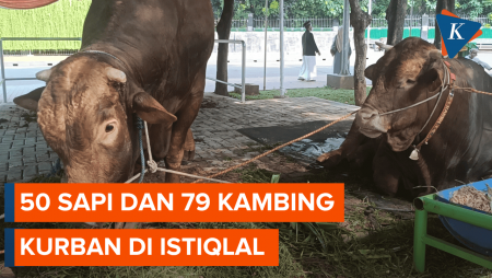 Ada 50 Sapi dan 79 Kambing Kurban di Istiqlal