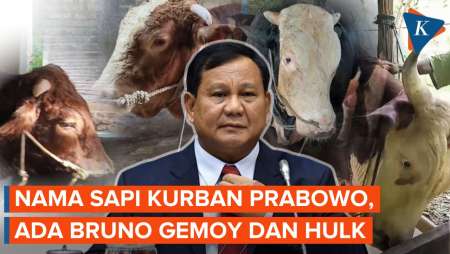Nama Sapi Kurban Prabowo, Ada Bruno Gemoy, Turbo, dan Hulk