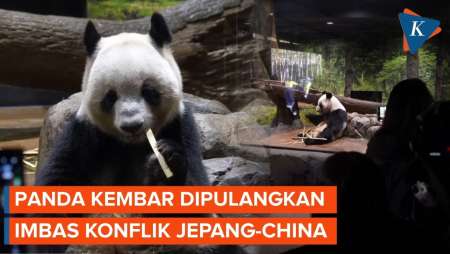 Hubungan China-Jepang Retak, Panda Pun Berkemas Pulang Ke Beijing