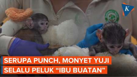 Senasib Dengan Punch, Bayi Monyet Di Meksiko Selalu Peluk Boneka Pengganti Ibunya
