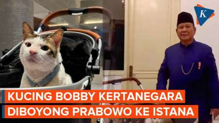 Lucunya Kucing Bobby Kertanegara Ikut Doboyong Prabowo ke Istana