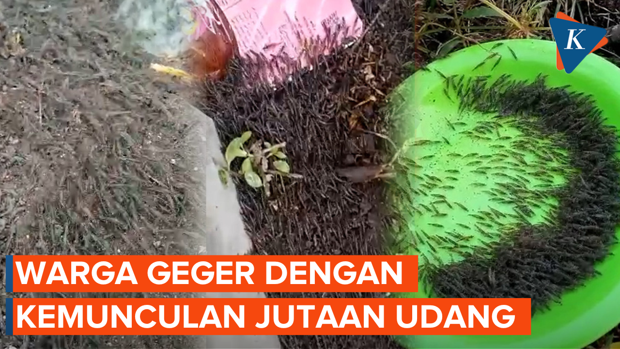 Jutaan Ekor Udang Tiba-tiba Muncul dari Laut ke Daratan di Gorontalo