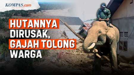 Gajah Sumatera Tolong Warga Bersihkan Kayu Gelondongan, Ironi Di Bencana Banjir Aceh