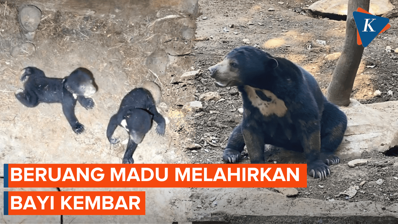 Langka, Bayi Kembar Beruang Madu Lahir di Lampung