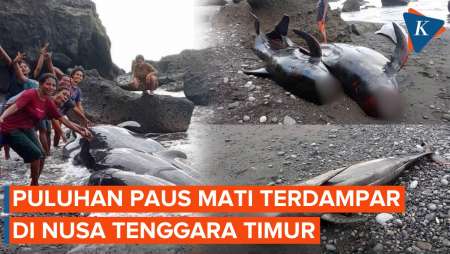 Penampakan Puluhan Paus Pilot Mati Terdampar di NTT, Jadi Tontonan Warga