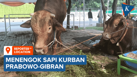 Sapi Kurban Prabowo-Gibran di Istiqlal Beratnya 1 Ton Lebih