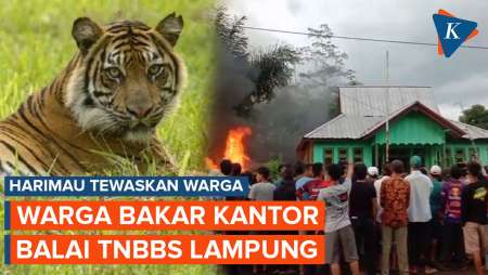 2 Orang Tewas Diterkam Harimau, Warga Bakar Kantor Balai TNBBS…