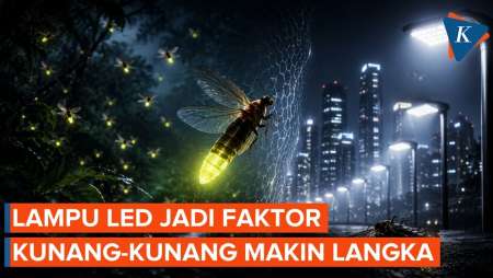Kunang-Kunang Makin Langka, Ilmuwan Sebut Jadi Tanda Ekosistem Sedang Tidak Baik