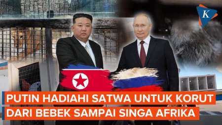 Putin Hadiahi Korut Lebih dari 70 Satwa, Termasuk Beruang dan Singa!