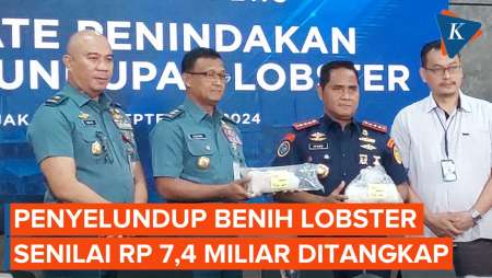 Penyelundup Benih Lobster Senilai Rp 7,4 Miliar ke Luar Negeri Ditangkap di Bogor