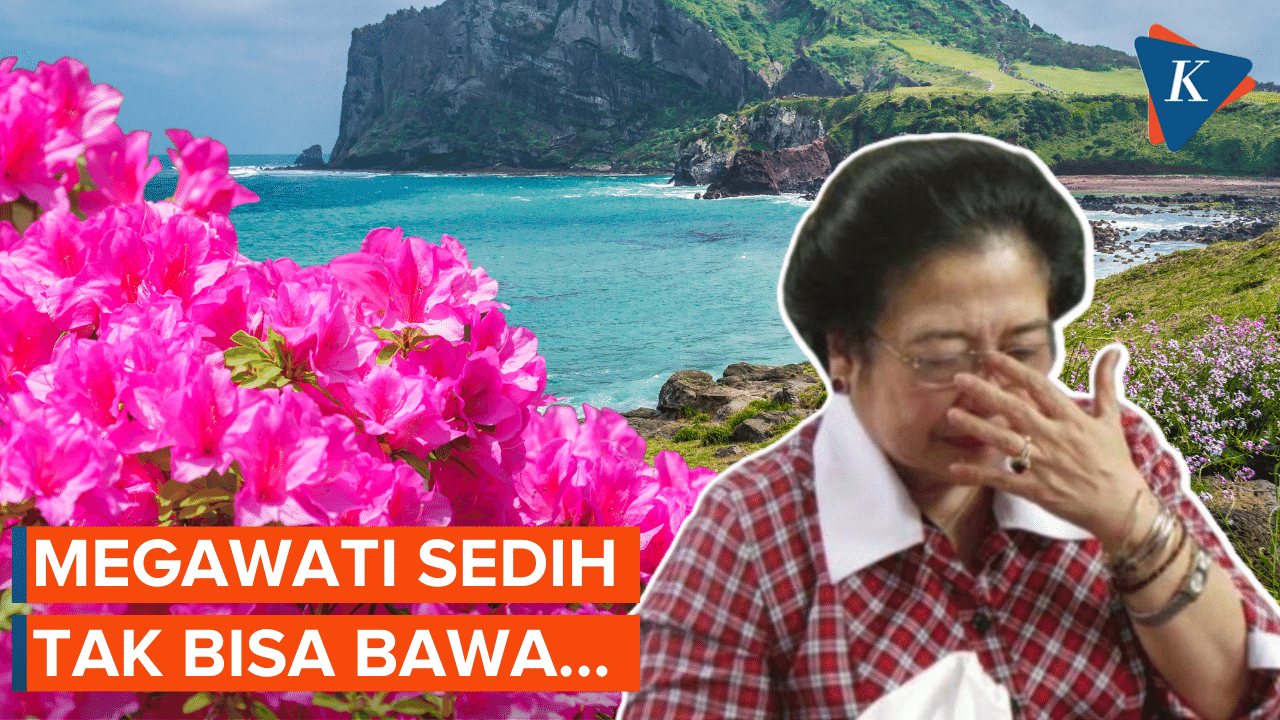 Megawati Sedih Tak Bisa Bawa Pulang Azalea dari Jeju