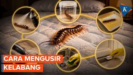 Apakah Kelabang Bisa Naik ke Kasur?