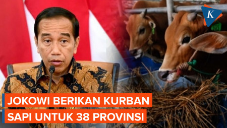 Idul Adha 1444 H, Jokowi Berikan Kurban Sapi untuk 38 Provinsi