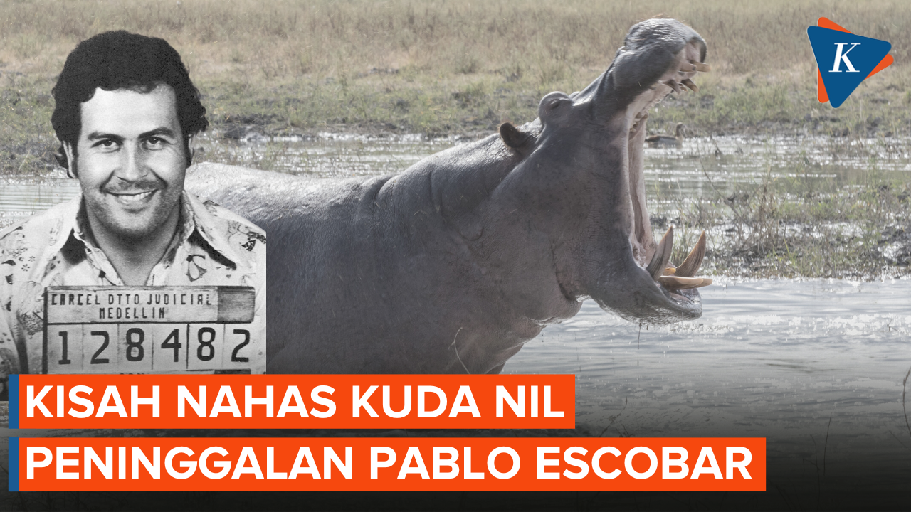 Kuda Nil Peninggalan Pablo Escobar Mati Tertabrak Mobil.