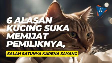 6 Alasan Kucing Suka Memijat Pemiliknya, Salah Satunya karena Sayang