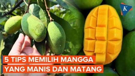 5 Cara Memilih Mangga yang Manis dan Matang Sempurna