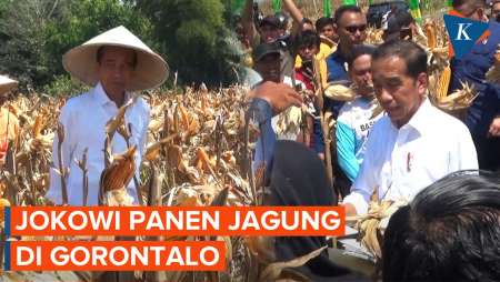 Momen Jokowi Panen Jagung di Gorontalo
