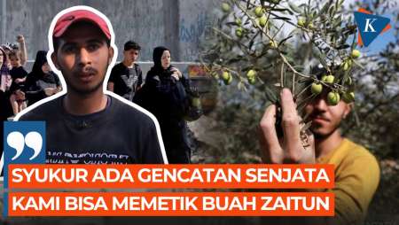 Petani Palestina Manfaatkan Gencatan Senjata Hamas-Israel untuk Panen Buah Zaitun