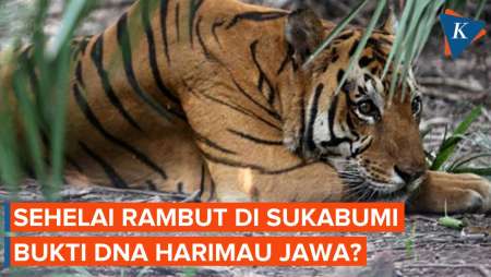 DNA Harimau Jawa Ditemukan dari Rambut di Sukabumi, Bukti Belum Punah?