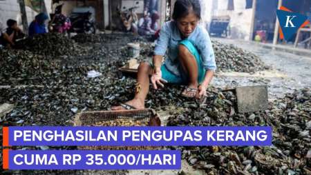 Cerita Pengupas Kerang Muara Angke Cuma Dapat Upah Rp 35.000 Per Hari