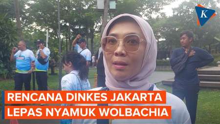 Dinkes Jakarta Akan Lepaskan Nyamuk Wolbachia untuk Tangani DBD