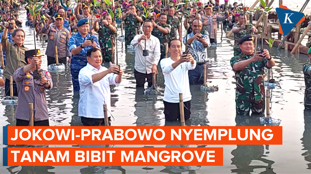 Momen Jokowi dan Prabowo “Nyemplung” Tanam Mangrove di Taman Wisata Alam Angke