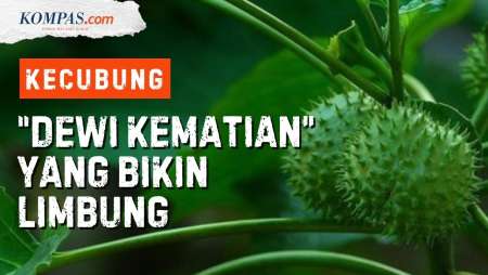 Mengenal Bahaya dan Manfaat Kecubung, Ternyata Dipakai untuk Ritual Orang Mesir Kuno