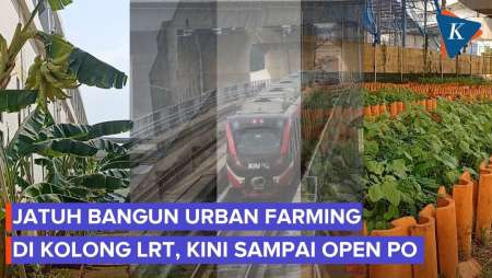 Jatuh Bangun Urban Farming Di Kolong LRT Jakarta: Sempat Gagal Panen, Kini Banjir Pesanan
