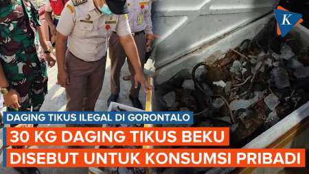 Pengiriman 30 Kg Daging Tikus Ilegal di Gorontalo Berhasil Digagalkan