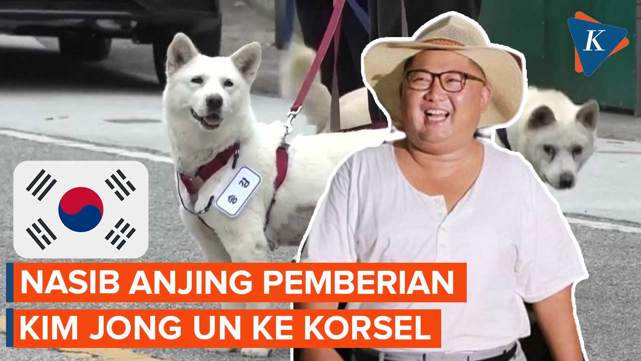 Nasib Anjing Pemberian Kim Jong Un di Korea Selatan