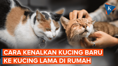 Cara Kenalkan Kucing Baru Agar Tidak Musuhi Kucing Lama di Rumah