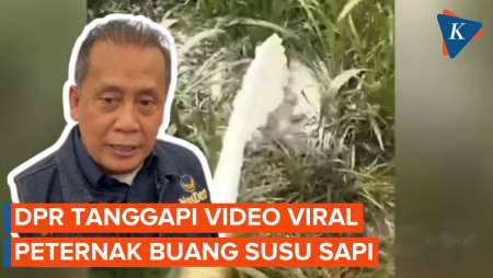 Video Viral Ratusan Liter Susu Dibuang Peternak, Ini Kata Pimpinan DPR