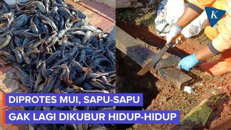 Ikan Sapu-sapu Tak Lagi Dikubur Hidup-hidup Usai Ditangkap, Tapi Dipotong Dulu