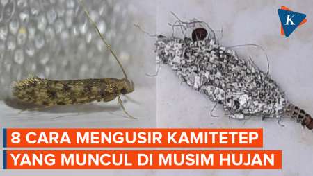Bikin Gatal-gatal, Ini 8 Cara Mengusir Kamitetep Yang Banyak Muncul Di Musim Hujan