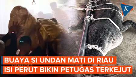 Buaya Si Undan Mati Di Riau, Mata Tombak Sampai Pecahan Tabung TV Bersarang Di Perut
