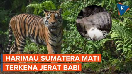 Harimau Sumatera Lagi-lagi Ditemukan Mati Terjebak Jerat Babi