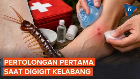 Pertolongan Pertama Saat Digigit Kelabang