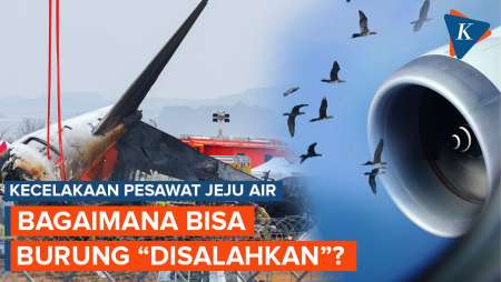 Bagaimana Bisa Burung 