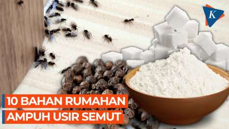 10 Bahan Rumahan Pembasmi Gerombolan Semut, Apa Saja?