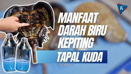 Darah Biru Kepiting Tapal Kuda Dijual Rp 200 Juta Per Liter, Apa Manfaatnya?