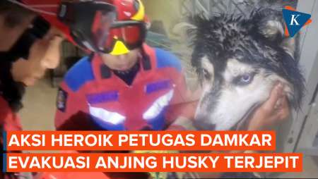 Petugas Damkar Evakuasi Anjing Husky yang Kepalanya Nyangkut di Kandang