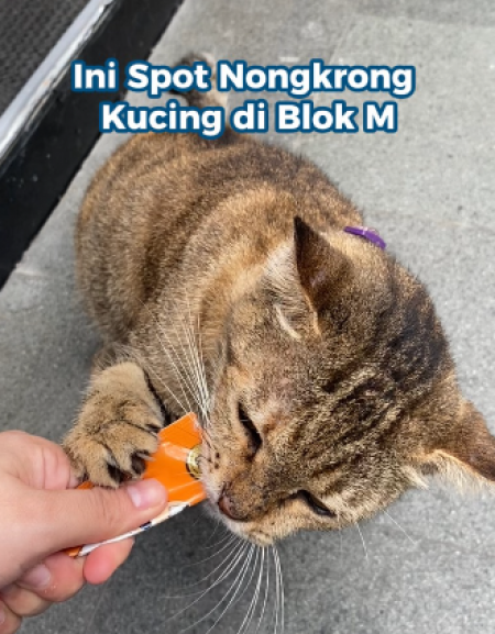 Tempat Nongkrong Kucing di Blok M