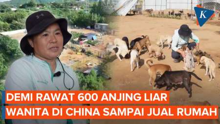 Demi Rawat 600 Anjing Liar, Wanita di China Rela Jual Rumah