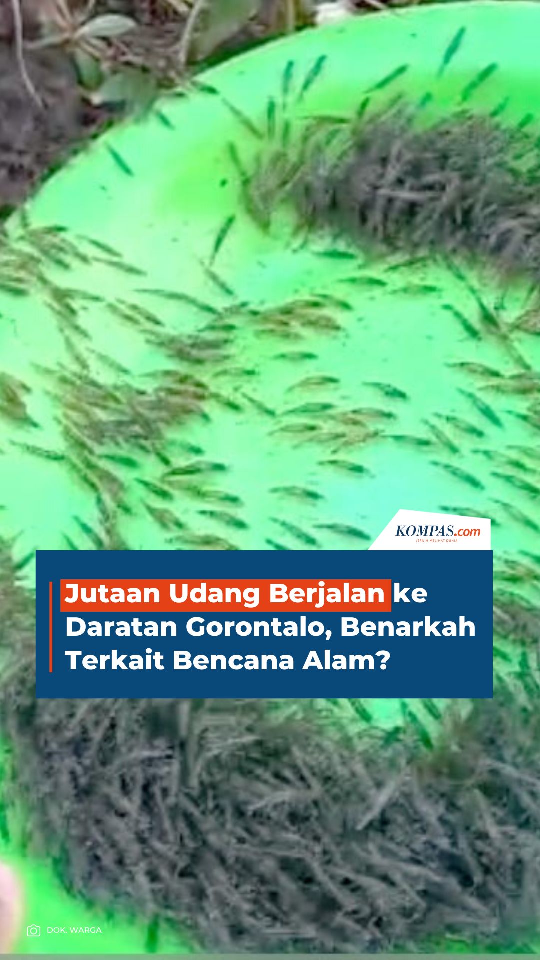 Jutaan Udang Berjalan ke Daratan Gorontalo, Pertanda Apa?