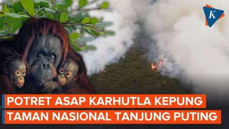 Rekaman Udara Asap Karhutla Kepung Taman Nasional Tanjung Puting, Ancam Habitat Orangutan