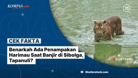Benarkah Ada Penampakan Harimau Saat Banjir Di Sibolga, Tapanuli?