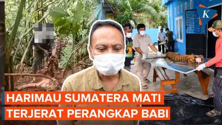 Penampakan Harimau Sumatera yang Mati Terjerat Perangkap Babi di Sumut