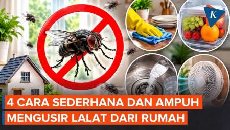 4 Cara Mengusir Lalat Dari Rumah, Ampuh Tanpa Semprotan Kimia